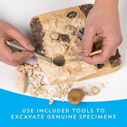 National Geographic Mega Fossil Dig Kit - Excavate 15 Genuine Prehistoric Fossils, Kids Fossil Kit, Educational Toys, Great Science Kit Gift for Girls and Boys (Amazon Exclusive) 4 National Geographic Mega Fossil Dig Kit - Excavate 15 Genuine Prehistoric Fossils, Kids Fossil Kit, Educational Toys, Great Science Kit Gift for Girls and Boys (Amazon Exclusive) - Image 4